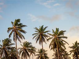 Bó Hoa Hồng Đỏ Tình Yêu 1
